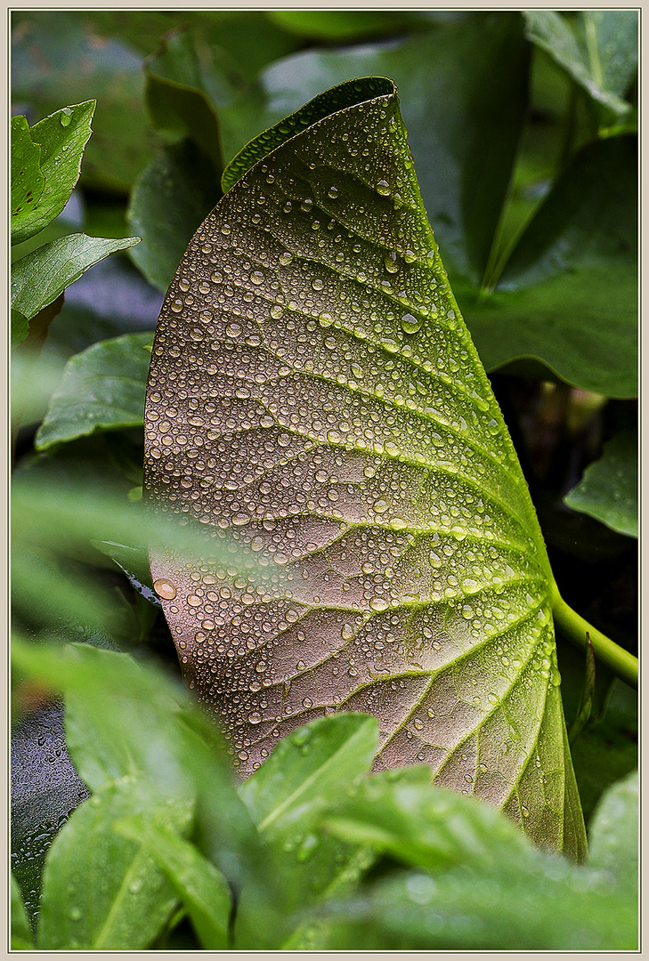 Der Regen...