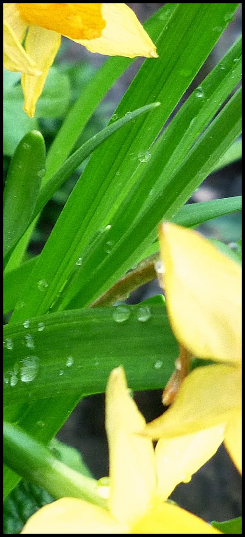 & der Regen fällt..