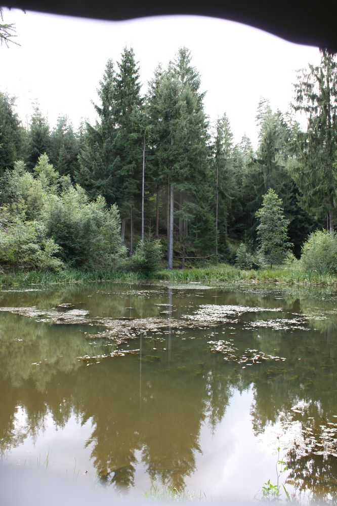 der Regen hat den Waldteich aufgewühlt mit gelben Schlamm