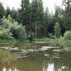 der Regen hat den Waldteich aufgewühlt mit gelben Schlamm