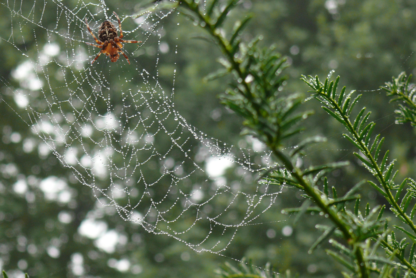 Der Regen hinterlässt auch schöne Spuren