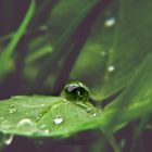 Der Regen in seiner Schöhnheit wenn er auf die Erde fällt