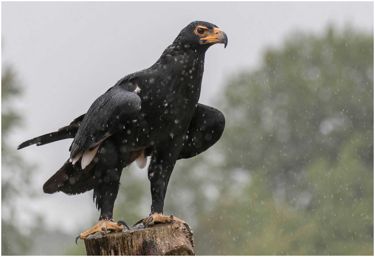 der Regen nervt