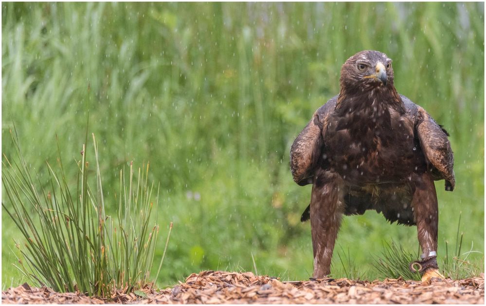 der Regen nervt nicht nur den Adler