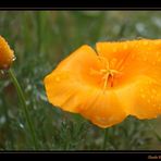 Der Regen steht dir gut