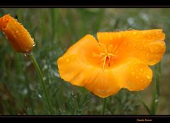 Der Regen steht dir gut