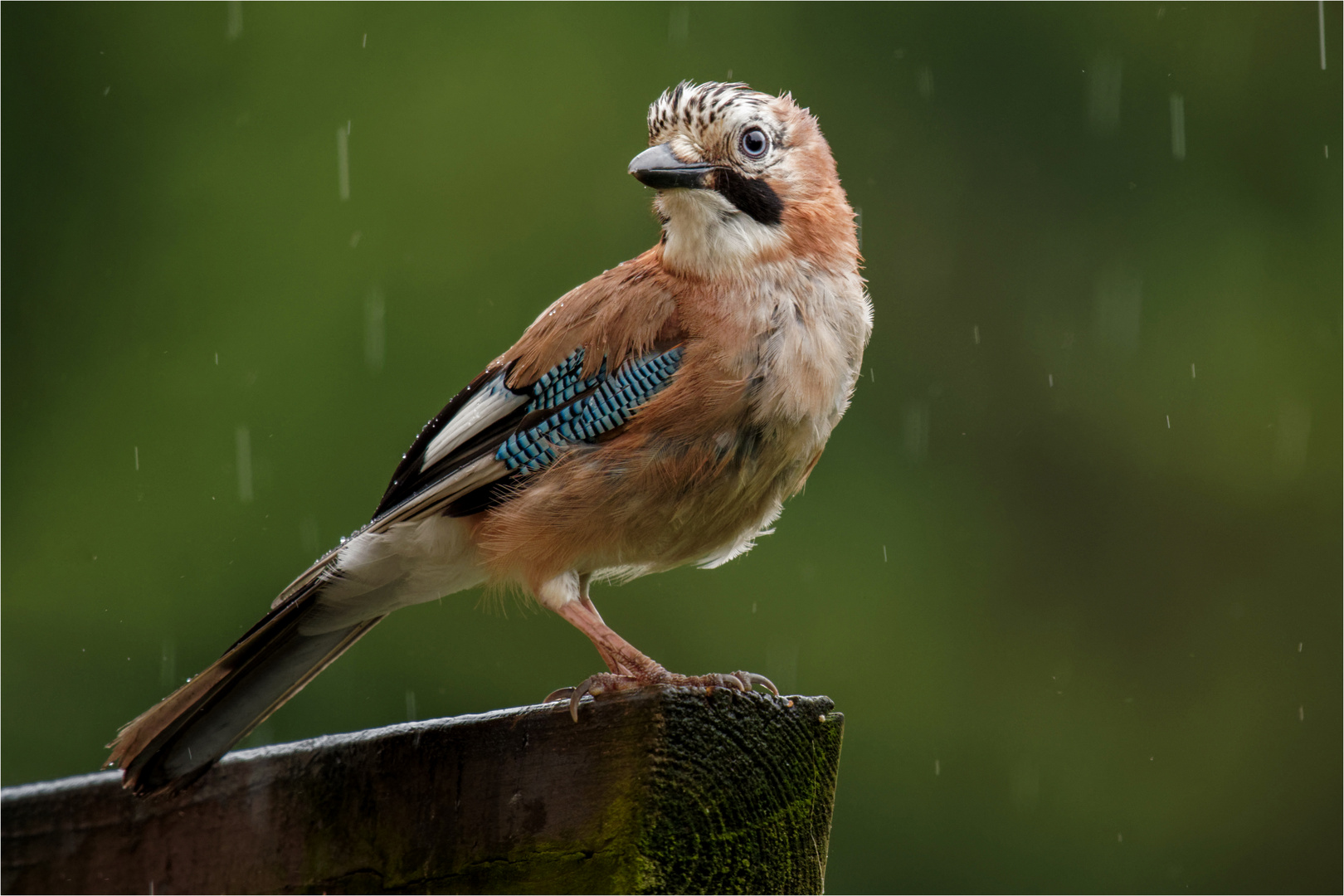 der Regen stört ihn nicht  .....