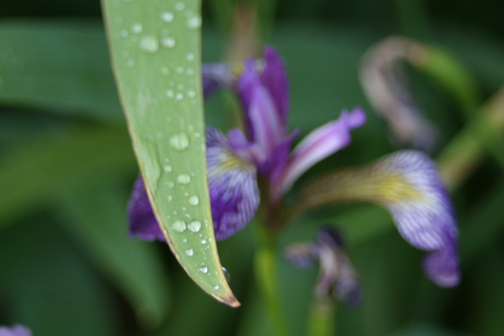 Der Regen und die Natur