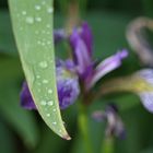 Der Regen und die Natur