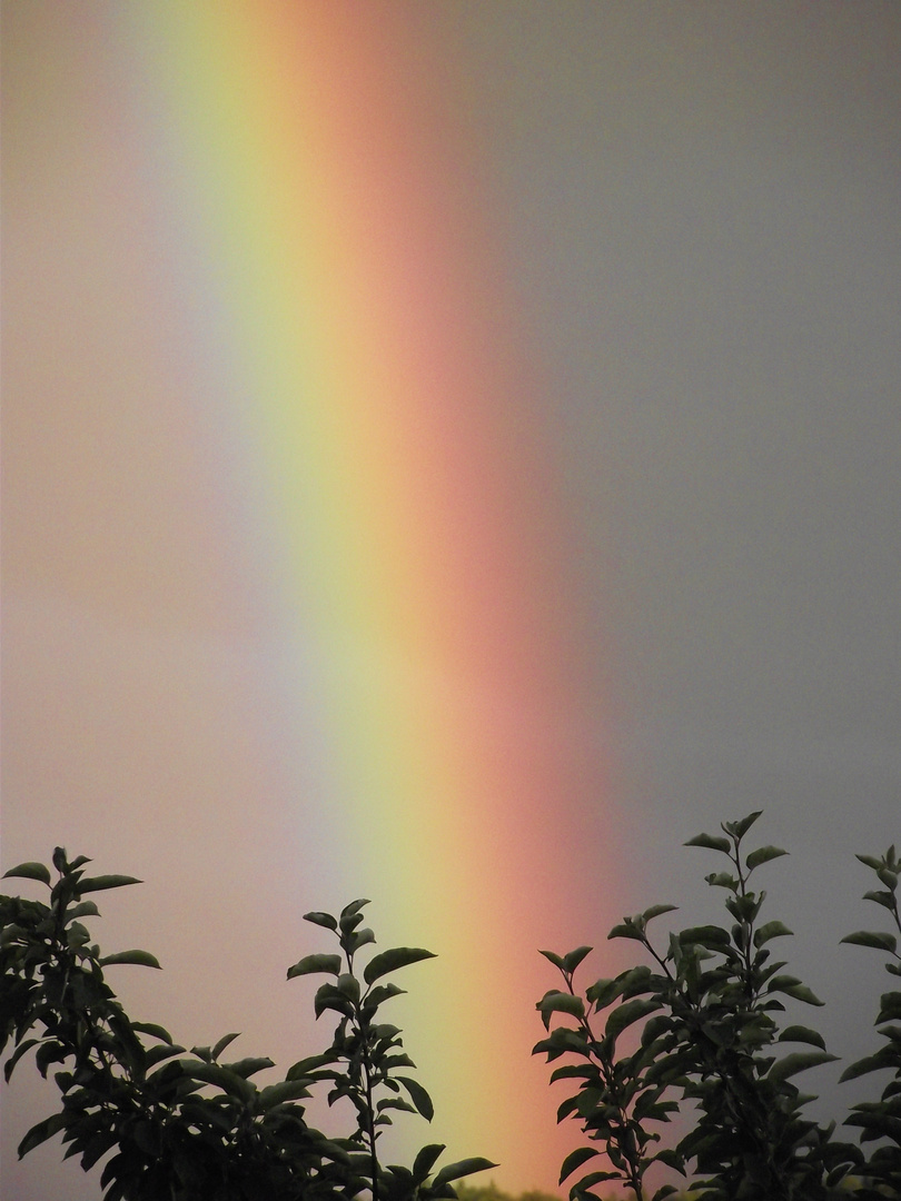 Der Regenbogen