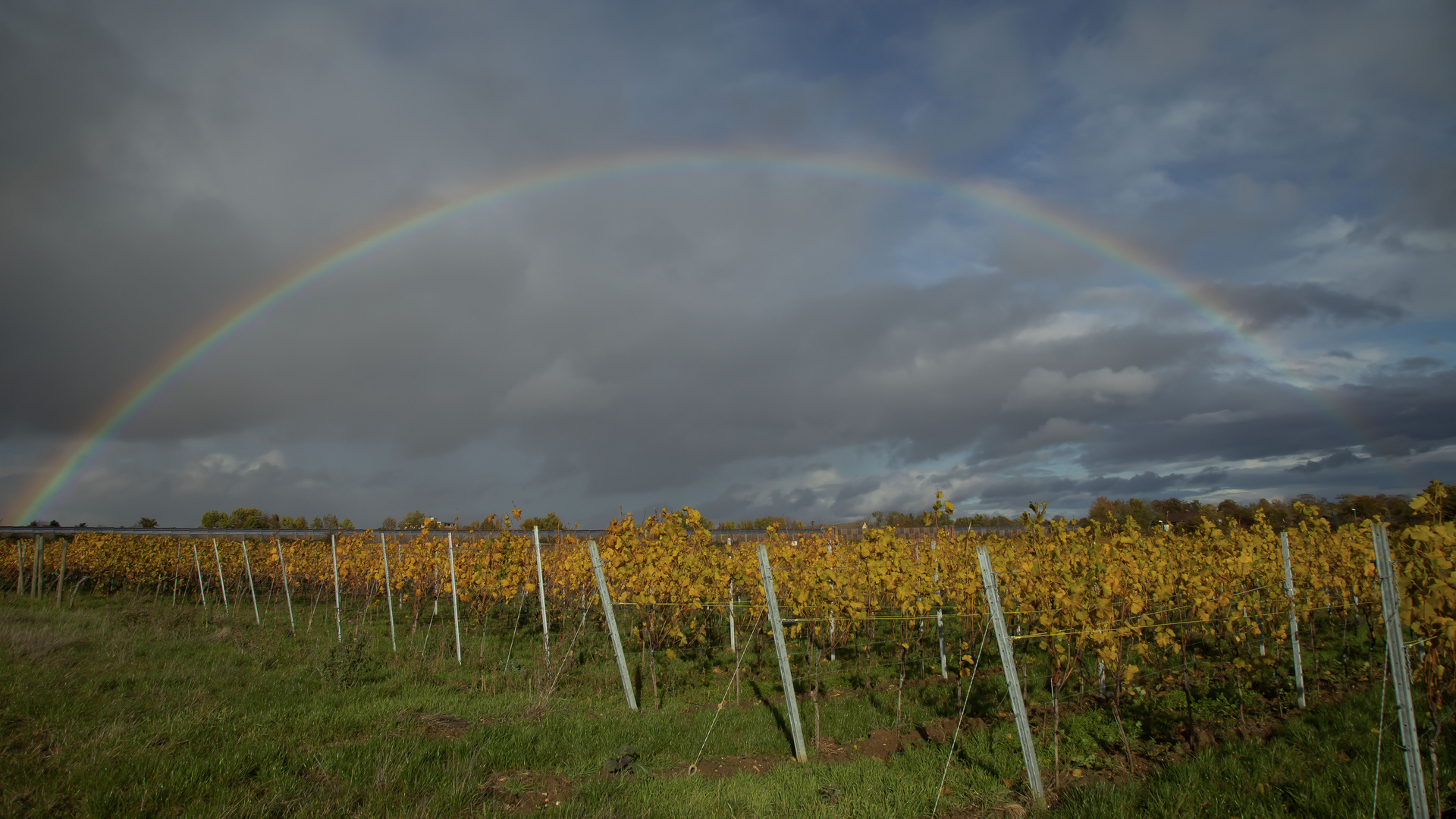 DER REGENBOGEN