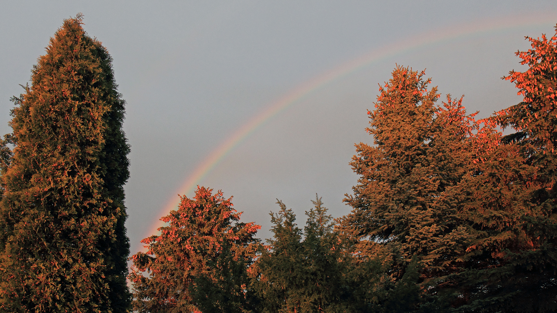 Der Regenbogen über den Bäumen bei mehr Licht von hinten...