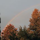 Der Regenbogen über den Bäumen bei mehr Licht von hinten...