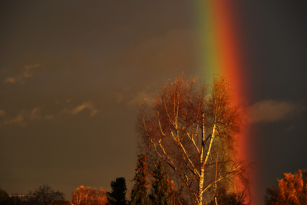 der Regenbogen und die Birke