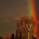 der Regenbogen und die Birke