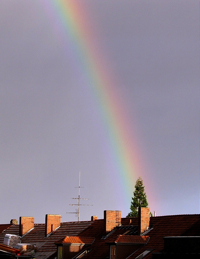 Der Regenbogenbaum  - mystisches Wachstum