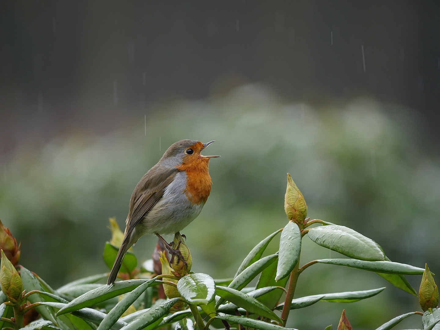 "Der Regenpfeifer"