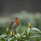 "Der Regenpfeifer"