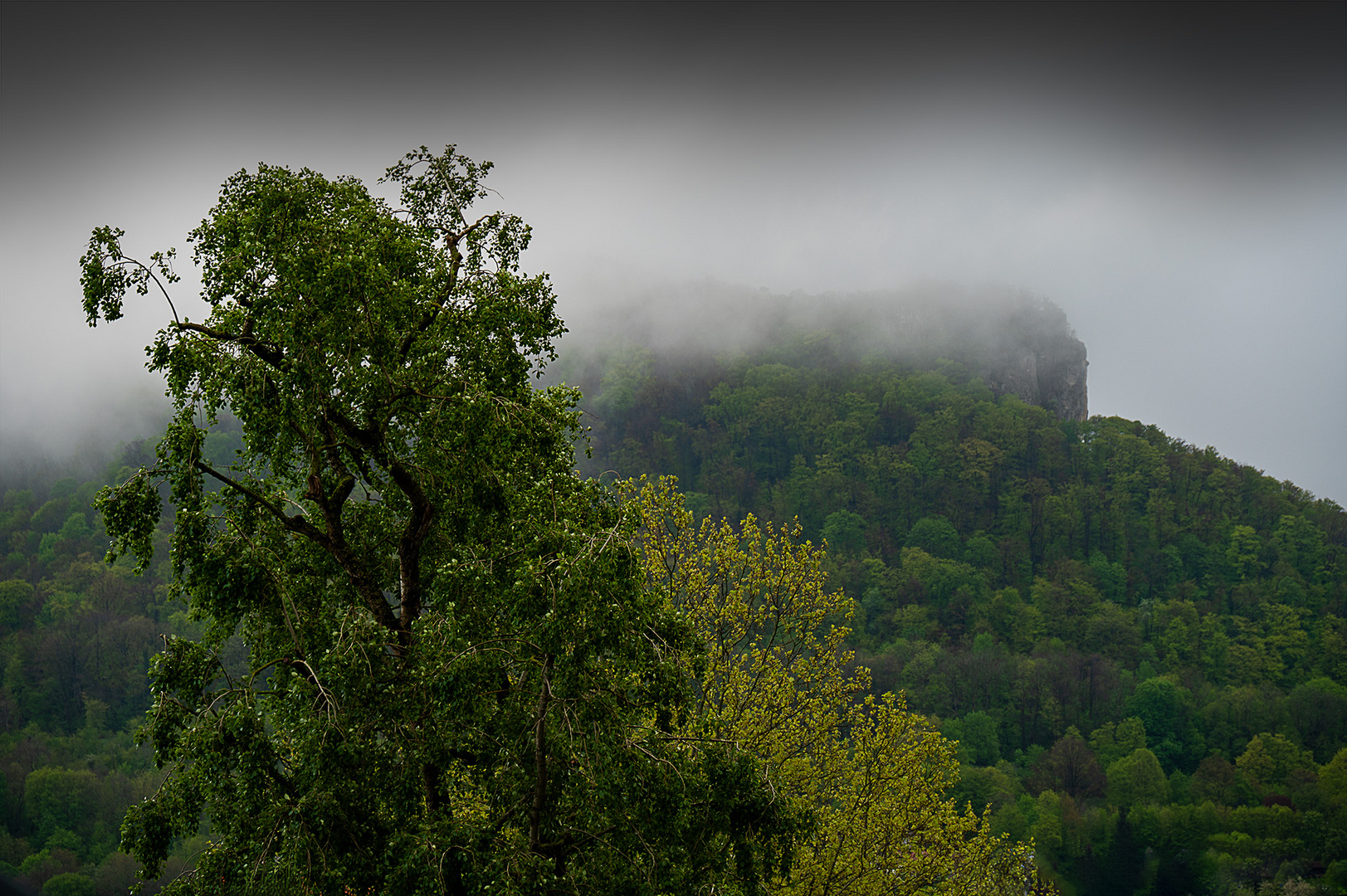 Der Regenwald bei Heubach - La forêt tropicale près de Heubach