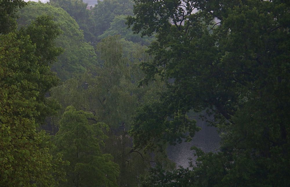 der "Regenwald" vor meiner Tür...