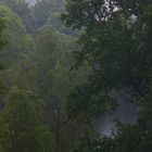 der "Regenwald" vor meiner Tür...