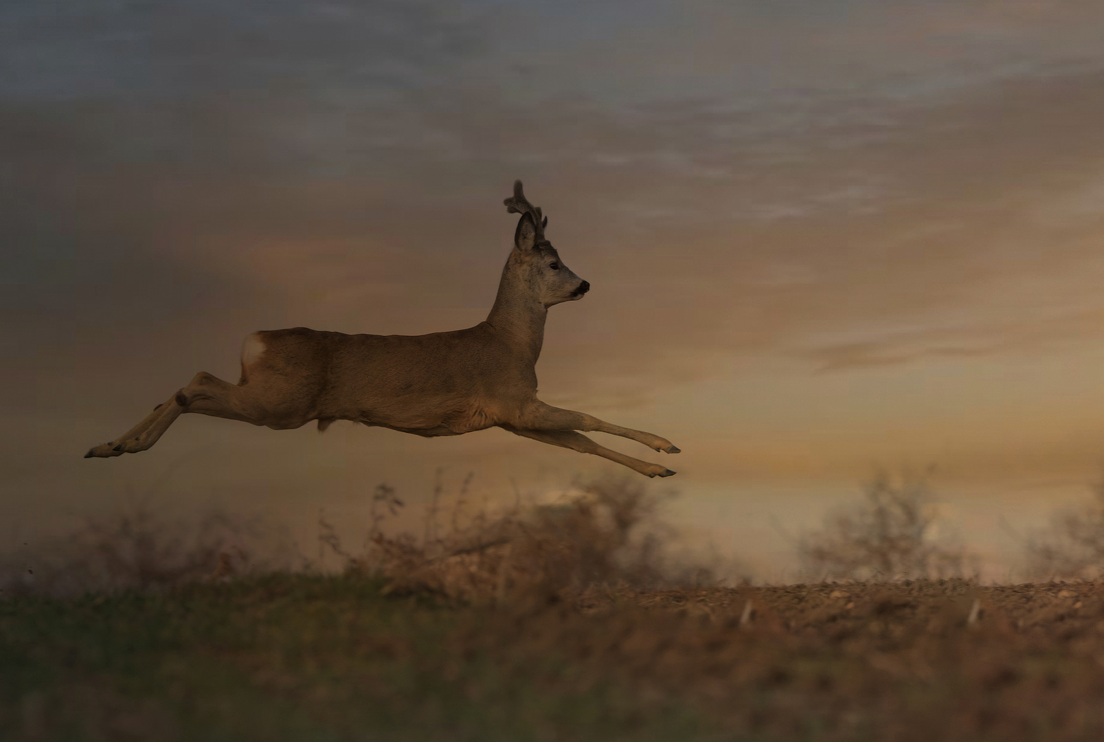 Der Reh Sprung Foto & Bild tiere, wildlife, sommer Bilder auf