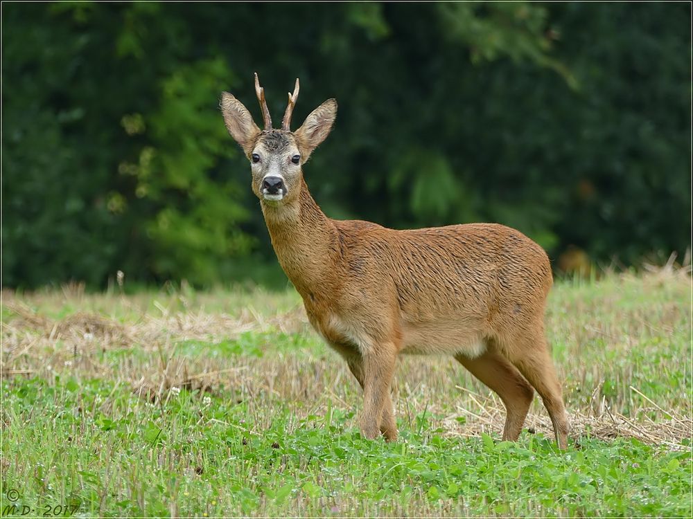 Der Rehbock...