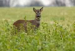 Der Rehbock...