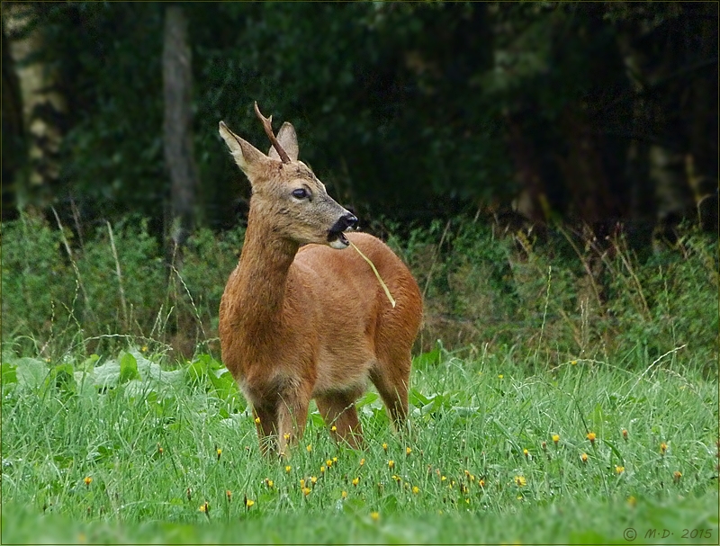 Der Rehbock....