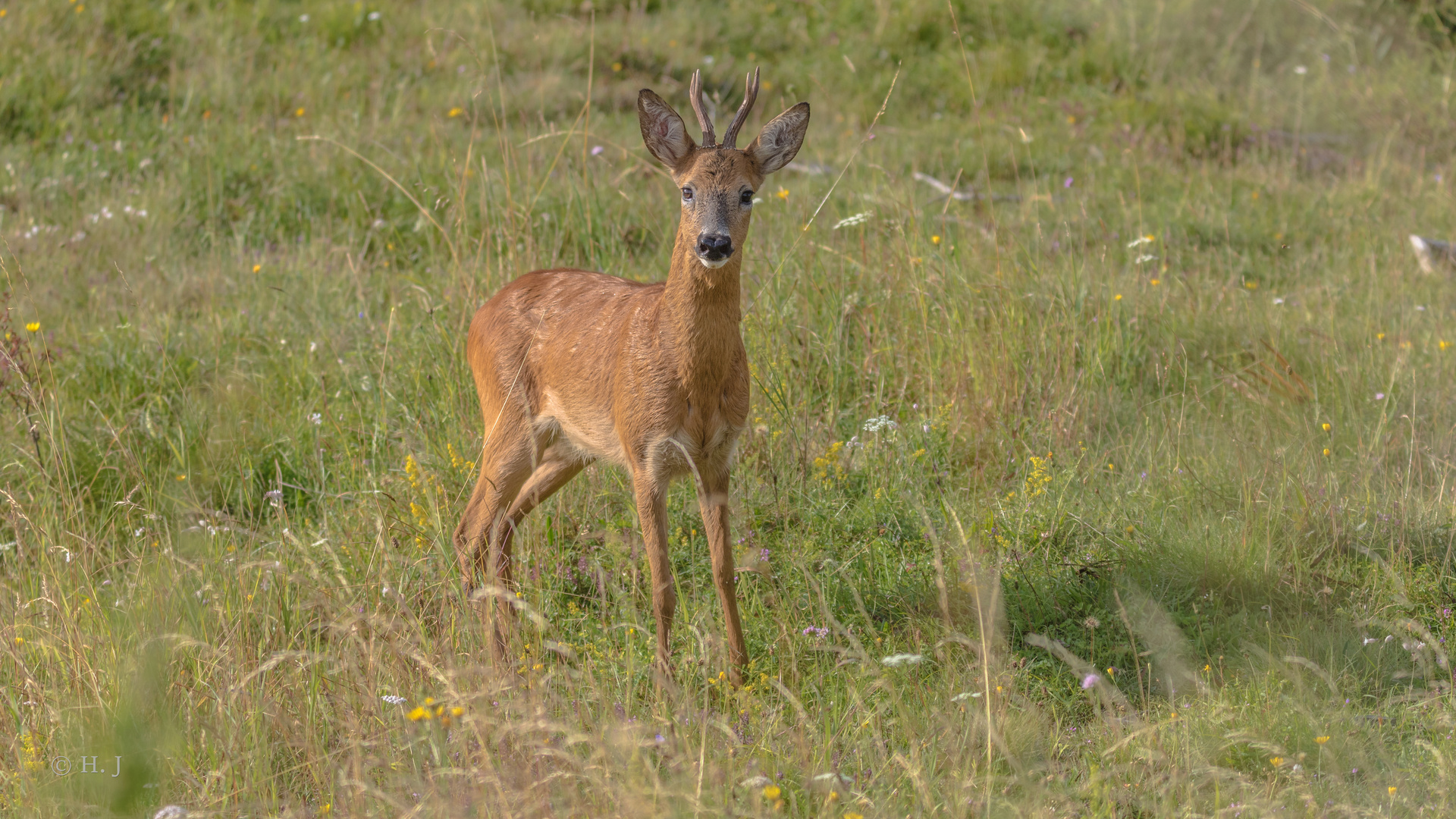  Der Rehbock