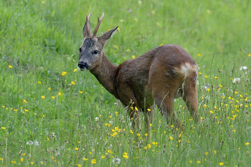 Der Rehbock hat Pause...