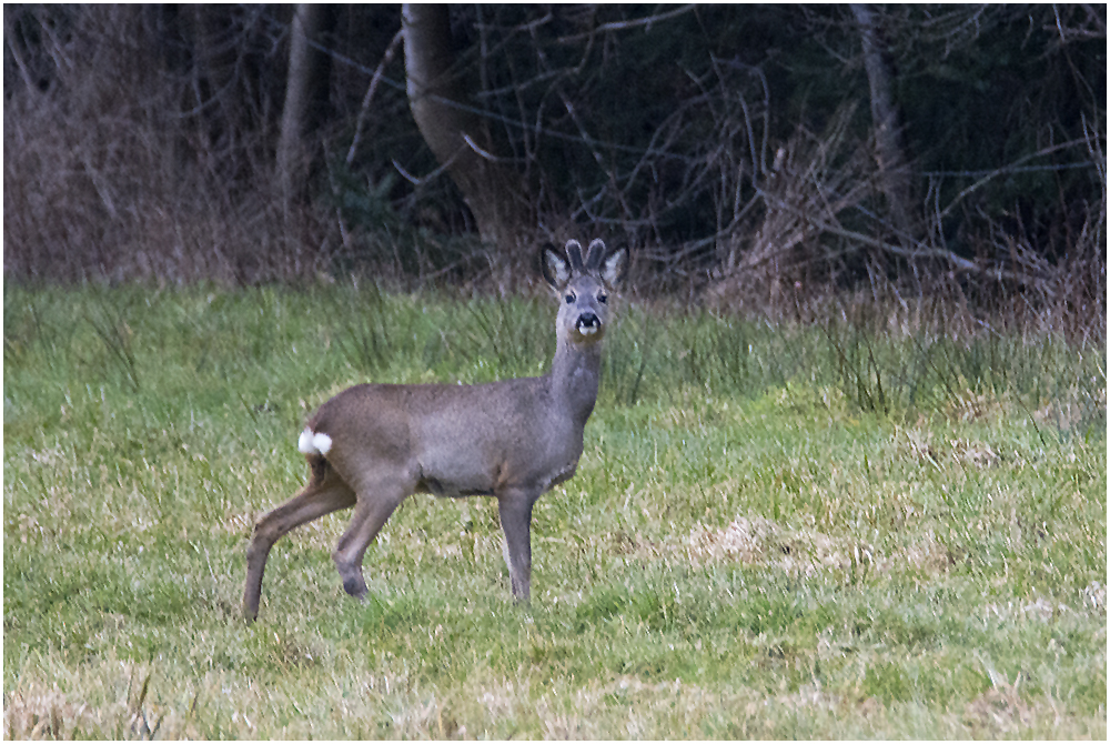 Der Rehbock hatte mich schon entdeckt . . .