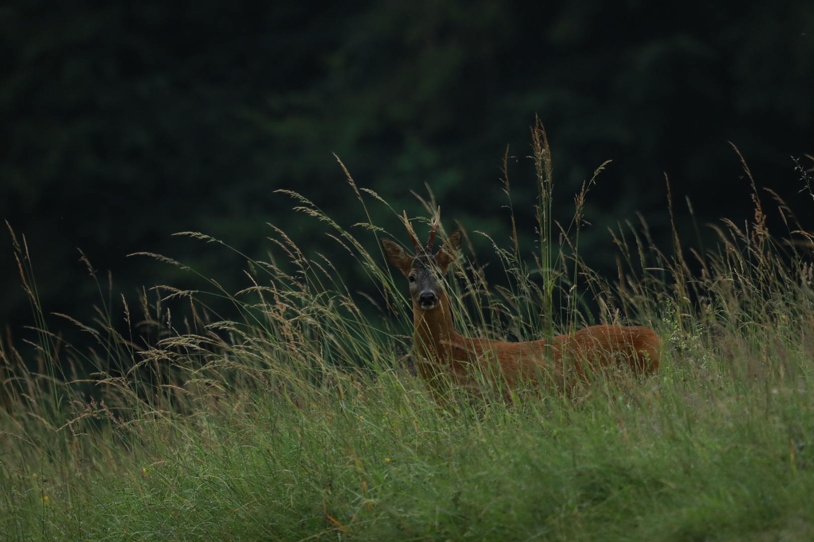 Der Rehbock steht getarnt im Gras den Fotomensch, den ärgert das!