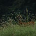 Der Rehbock steht getarnt im Gras den Fotomensch, den ärgert das!