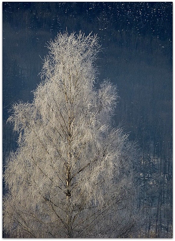 Der Reif verzaubert die Natur