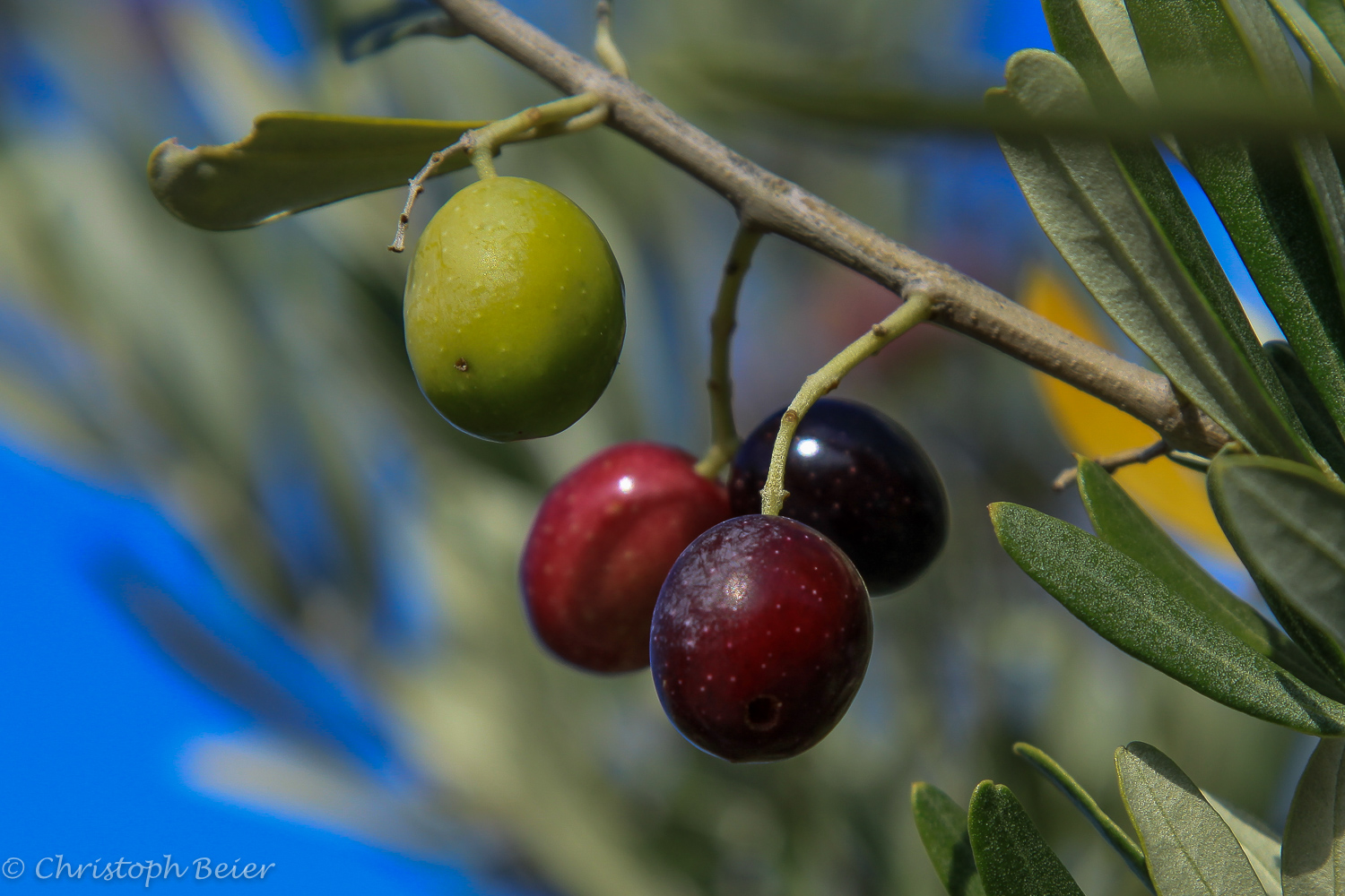 Der Reifegrad von Oliven