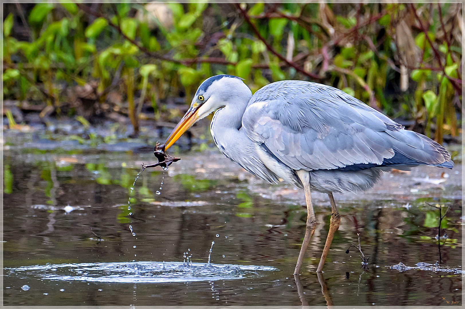 Der Reiher