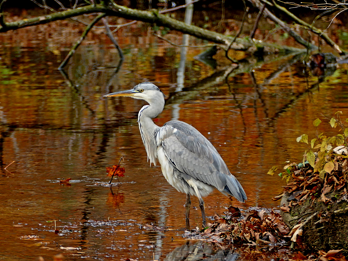 Der Reiher ...