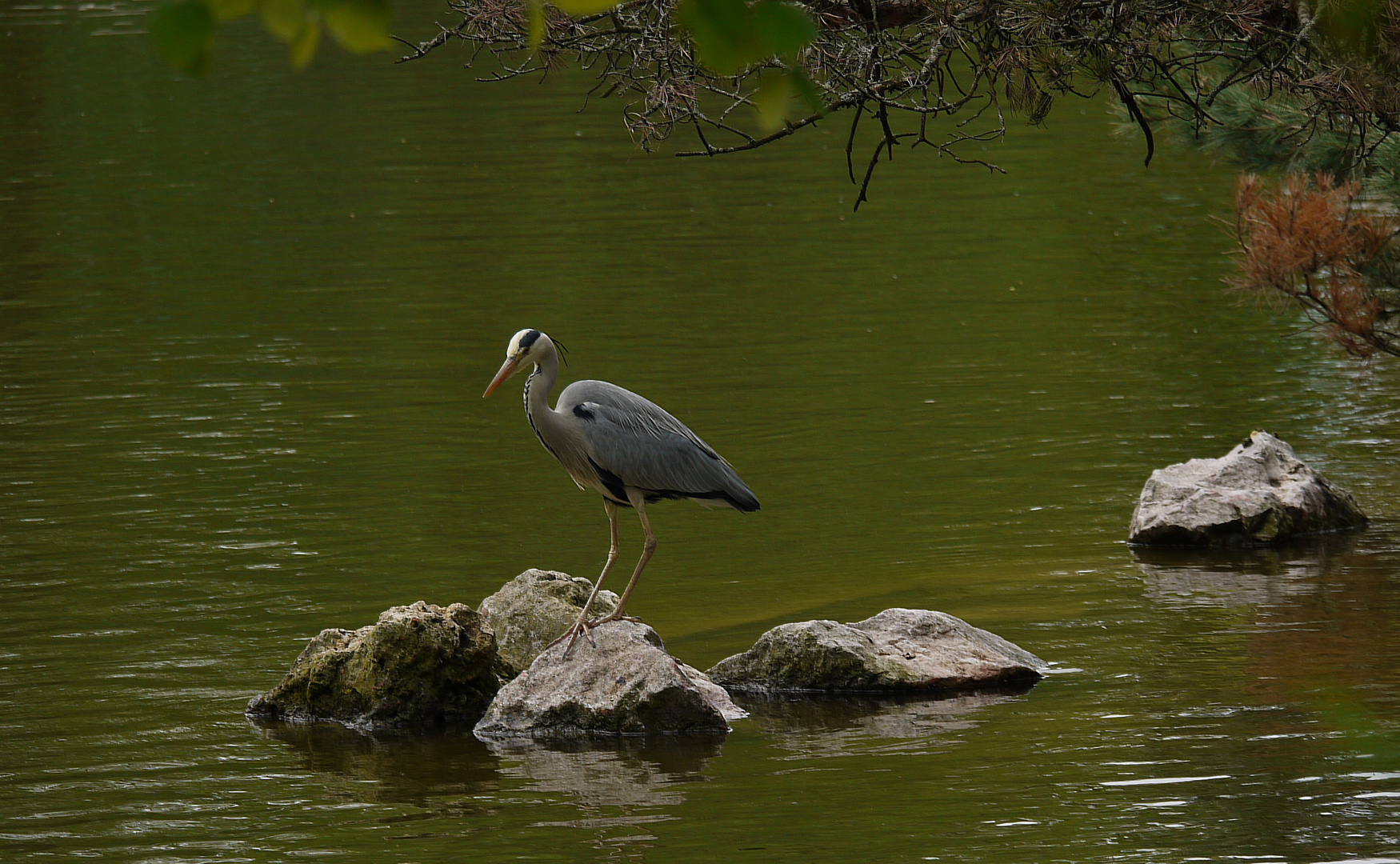 der Reiher ...