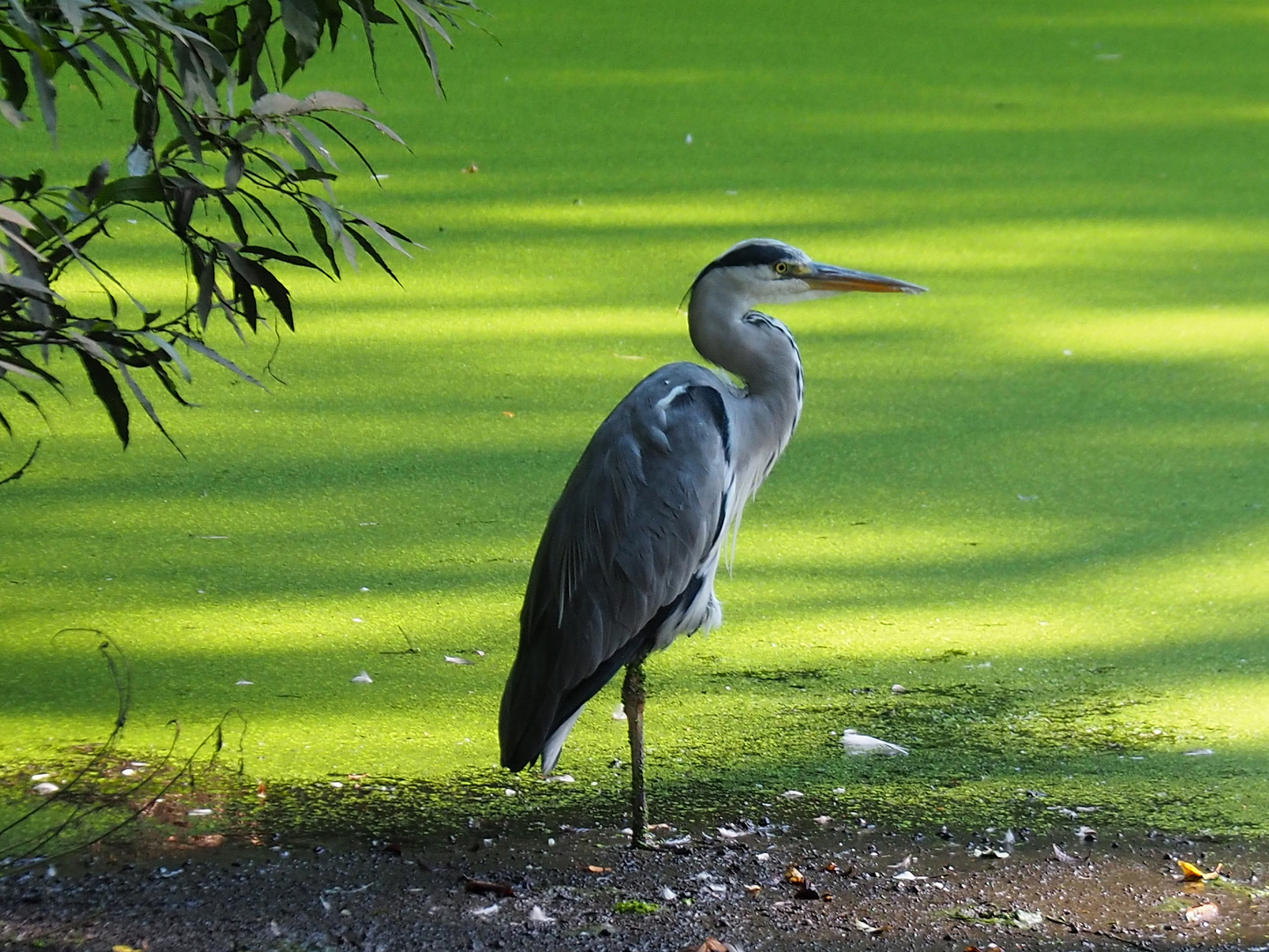  Der Reiher