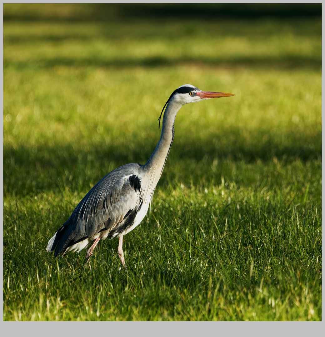 der Reiher Foto & Bild tiere,