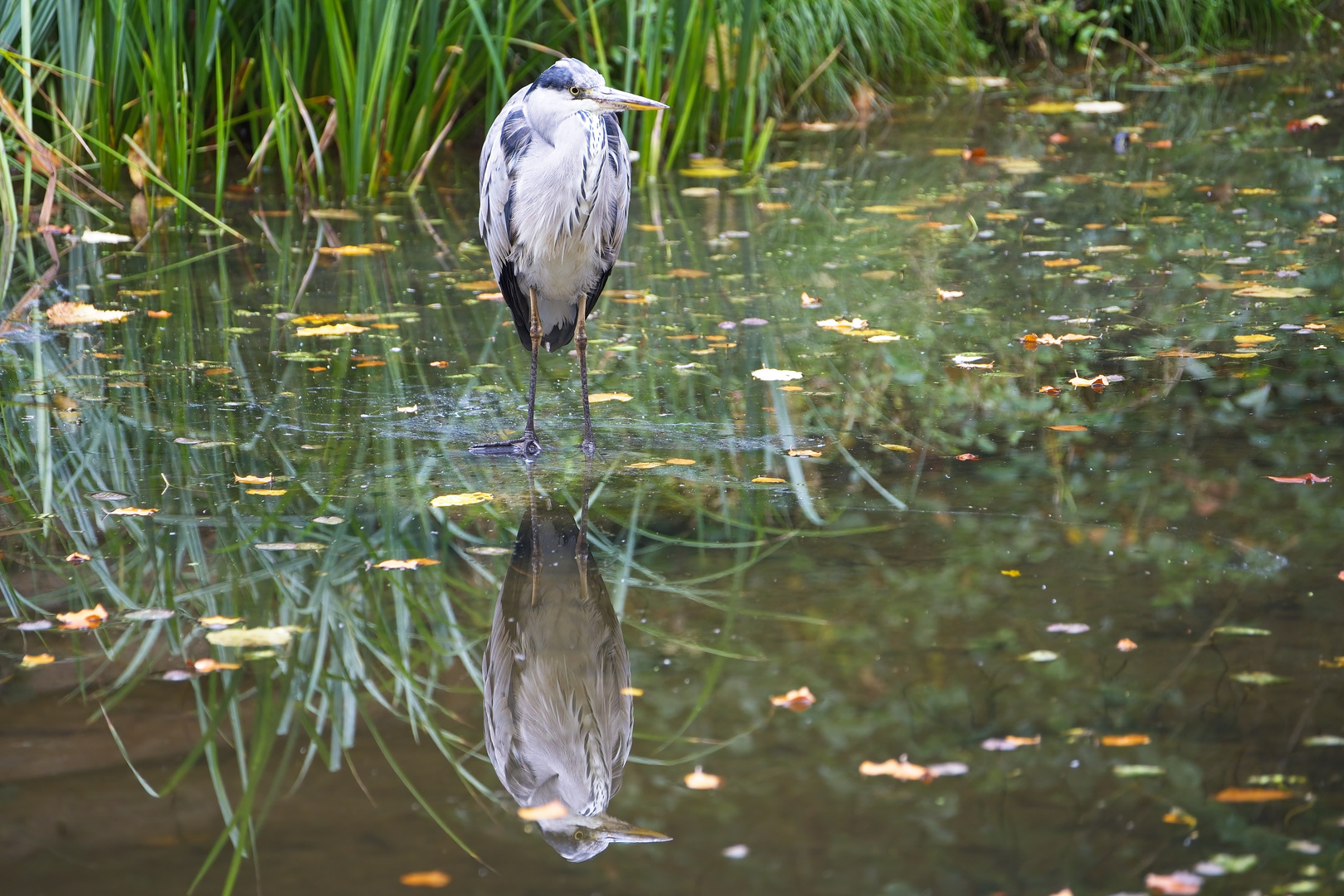 Der Reiher