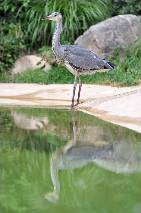 Der Reiher am Pinguinbecken