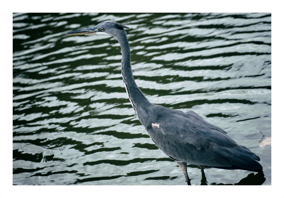 der Reiher am See