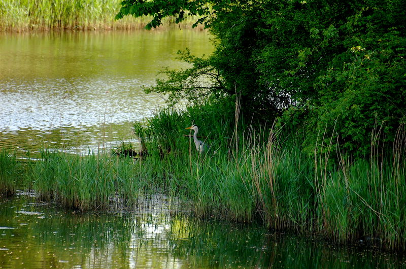 Der Reiher am Tümpel