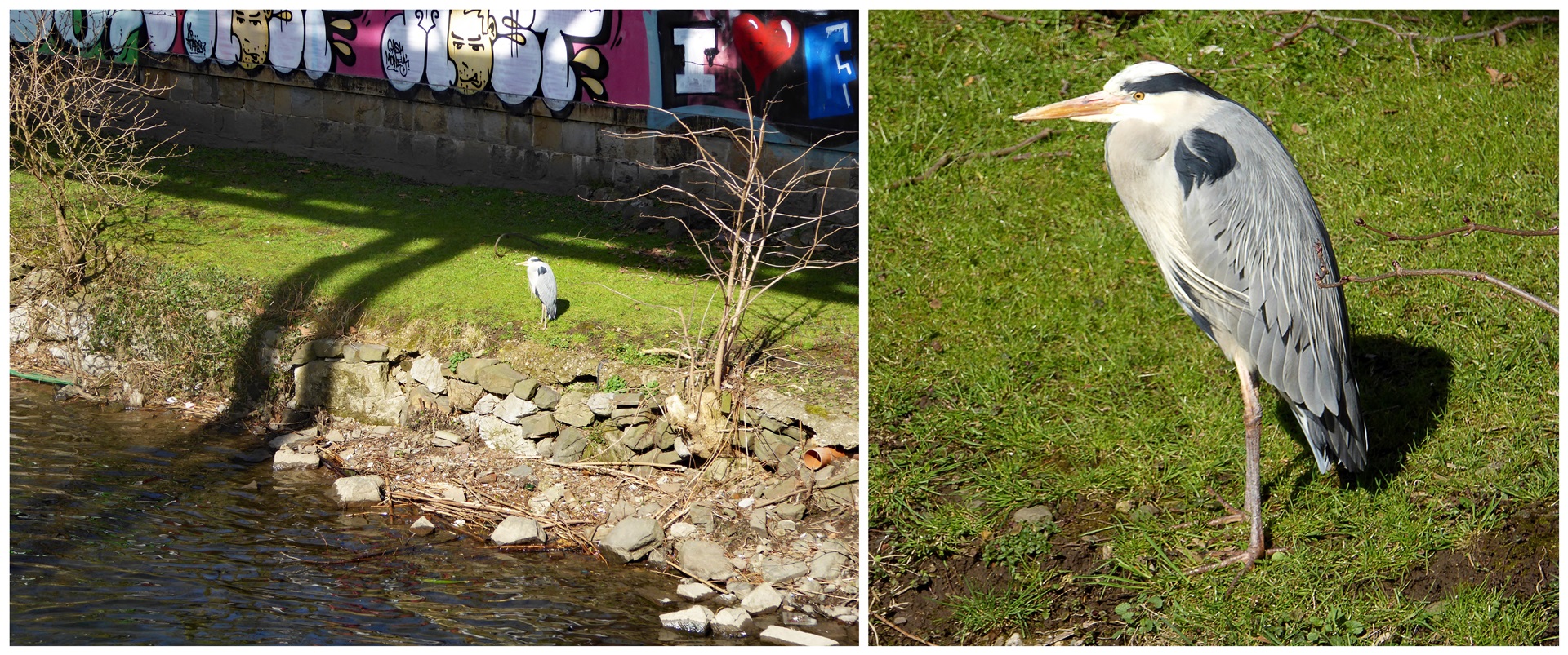 Der Reiher am Ufer der Wupper