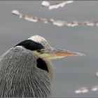 Der Reiher am Weiher