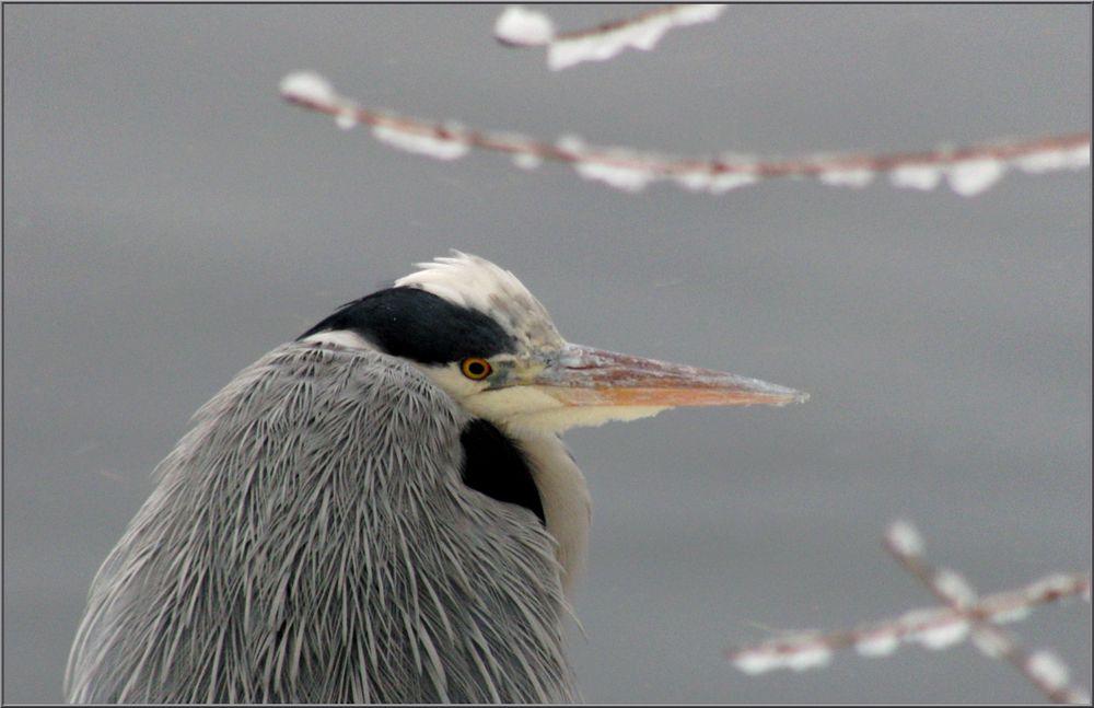 Der Reiher am Weiher