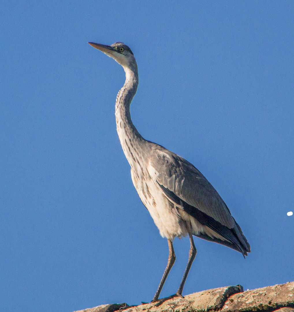 Der Reiher auf dem Dach sucht den Gartenteich