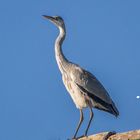 Der Reiher auf dem Dach sucht den Gartenteich